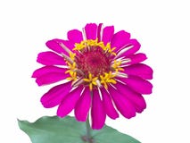 Belle fleur rose de zinnia d'isolement sur le fond blanc images libres de droits Belle fleur rose de zinnia d'isolement sur le fond blanc images libres de droits