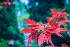 Belle fleur rouge de poinsettia (pulcherrima d'euphorbe), aussi kn Photos libres de droits Belle fleur rouge de poinsettia (pulcherrima d'euphorbe), aussi kn Photos libres de droits