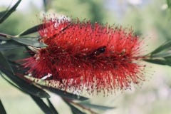 Belle fleur velue rouge avec la fin de guêpe vers le haut de la fleur sauvage de floraison de fleur photographie stock libre de droits Belle fleur velue rouge avec la fin de guêpe vers le haut de la fleur sauvage de floraison de fleur photographie stock libre de droits