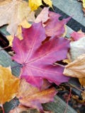 Belle forêt même d'automne, feuilles d'érable images libres de droits Belle forêt même d'automne, feuilles d'érable images libres de droits