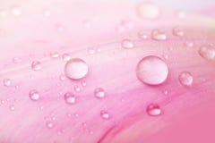Belle gocce dell'acqua sui petali dentellare fotografie stock libere da diritti Belle gocce dell'acqua sui petali dentellare fotografie stock libere da diritti