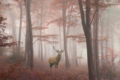 Belle image de mâle de cerfs communs rouges dans la forêt colorée d'automne brumeux photo stock Belle image de mâle de cerfs communs rouges dans la forêt colorée d'automne brumeux photo stock