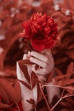 Belle peonie del fiore in mani femminili Mazzo di peonie di corallo viventi fotografia stock libera da diritti Belle peonie del fiore in mani femminili Mazzo di peonie di corallo viventi fotografia stock libera da diritti