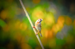 Belle perche eurasienne d'oiseau de moineau images stock Belle perche eurasienne d'oiseau de moineau images stock