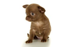 Belle petite séance brune de chiot de chiwawa image libre de droits Belle petite séance brune de chiot de chiwawa image libre de droits