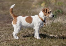 Belle position de chien de terrier de Russell de cric dans l'herbe image libre de droits Belle position de chien de terrier de Russell de cric dans l'herbe image libre de droits
