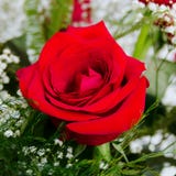 Belle Rose Arranged rouge simple avec le souffle blanc du ` s de bébé Photos libres de droits Belle Rose Arranged rouge simple avec le souffle blanc du ` s de bébé Photos libres de droits