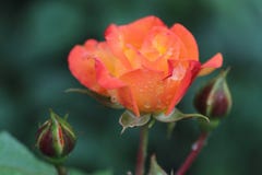 Belle rose de jaune orange dans le jardin avec des gouttes de pluie Image stock Belle rose de jaune orange dans le jardin avec des gouttes de pluie Image stock