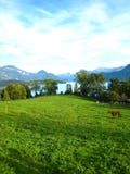 Belle vue au-dessus d'un lac suisse de turquoise avec les montagnes couvertes de neige, les yachts, les voiliers et un cheval dan photo stock Belle vue au-dessus d'un lac suisse de turquoise avec les montagnes couvertes de neige, les yachts, les voiliers et un cheval dan photo stock
