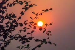 Belle vue de coucher du soleil par des feuilles sur l'arbre photos stock Belle vue de coucher du soleil par des feuilles sur l'arbre photos stock