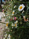 Belles fleurs brillantes dans la barrière photos stock Belles fleurs brillantes dans la barrière photos stock