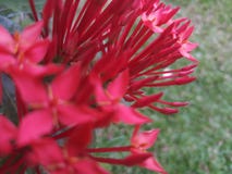 Belles fleurs de couleur rouge dans Sri Lanka images stock Belles fleurs de couleur rouge dans Sri Lanka images stock