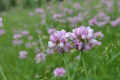 Belles fleurs de floraison d'astragale en été photo stock Belles fleurs de floraison d'astragale en été photo stock