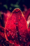 Belles fleurs de floraison de lis dans la macro vue photo stock Belles fleurs de floraison de lis dans la macro vue photo stock