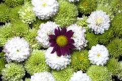 Belles fleurs florales de fond image libre de droits Belles fleurs florales de fond image libre de droits