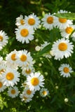 Belles fleurs fra?ches lumineuses de camomille dans le jardin photographie stock libre de droits Belles fleurs fra?ches lumineuses de camomille dans le jardin photographie stock libre de droits