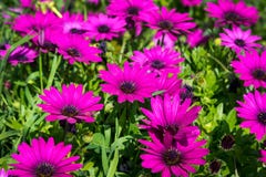 Belles fleurs lilas comme la marguerite Ecklonis d'Osteospermum Eklon Osteospermum sur le fond des feuilles vertes Plan rapproch? images libres de droits Belles fleurs lilas comme la marguerite Ecklonis d'Osteospermum Eklon Osteospermum sur le fond des feuilles vertes Plan rapproch? images libres de droits
