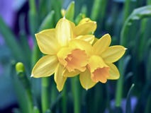 Belles jonquilles de floraison image stock Belles jonquilles de floraison image stock