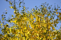 Belles lumière et ombre sur les feuilles jaunes et vertes du bouleau Jour ensoleillé d'automne Lumière et ombre Automne chaud photographie stock Belles lumière et ombre sur les feuilles jaunes et vertes du bouleau Jour ensoleillé d'automne Lumière et ombre Automne chaud photographie stock
