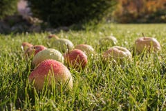 Belles pommes dans les baisses de la rosée sur l'herbe verte image libre de droits Belles pommes dans les baisses de la rosée sur l'herbe verte image libre de droits
