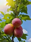 Belles prunes mûres et ciel bleu d'été Image stock Belles prunes mûres et ciel bleu d'été Image stock