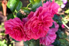 Belles roses roses dans le jardin images libres de droits Belles roses roses dans le jardin images libres de droits