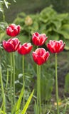 Belles tulipes rouges en fleurs de ressort de jardin photo libre de droits Belles tulipes rouges en fleurs de ressort de jardin photo libre de droits
