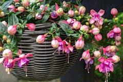 Belles usines fleurissantes fuchsia dans le vieux pot en osier photos stock Belles usines fleurissantes fuchsia dans le vieux pot en osier photos stock