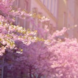 Bello albero del fiore Scena della natura con il sole il giorno soleggiato Piovuto appena sopra Fondo vago estratto nella primave immagini stock libere da diritti Bello albero del fiore Scena della natura con il sole il giorno soleggiato Piovuto appena sopra Fondo vago estratto nella primave immagini stock libere da diritti