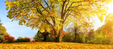 Bello albero un giorno soleggiato di autunno immagini stock Bello albero un giorno soleggiato di autunno immagini stock