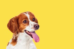 Bello cane del terrier su un fondo giallo immagine stock libera da diritti Bello cane del terrier su un fondo giallo immagine stock libera da diritti