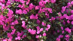 Bello cespuglio rosa dei fiori - spectabilis della buganvillea, nel giardino dell'hotel egiziano nel giorno soleggiato come fondo fotografia stock Bello cespuglio rosa dei fiori - spectabilis della buganvillea, nel giardino dell'hotel egiziano nel giorno soleggiato come fondo fotografia stock