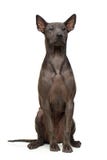 Bello cucciolo tailandese del ridgeback fotografie stock Bello cucciolo tailandese del ridgeback fotografie stock