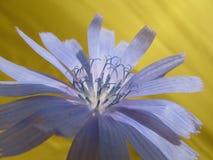 Bello fiore blu del intybus comune selvaggio del Cichorium della pianta di cicoria immagine stock libera da diritti Bello fiore blu del intybus comune selvaggio del Cichorium della pianta di cicoria immagine stock libera da diritti