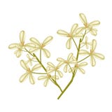 Bello fiore dolce di osmanto su fondo bianco Immagini Stock Bello fiore dolce di osmanto su fondo bianco Immagini Stock