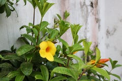 Bello fiore giallo scuro davanti alla casa del giardino del Bangladesh immagini stock libere da diritti Bello fiore giallo scuro davanti alla casa del giardino del Bangladesh immagini stock libere da diritti