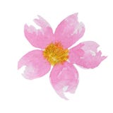 Bello fiore rosa luminoso dell'acquerello Isolato su priorit? bassa bianca illustrazione vettoriale Bello fiore rosa luminoso dell'acquerello Isolato su priorit? bassa bianca illustrazione vettoriale
