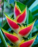 Bello fiore tropicale della pianta di Heliconia Immagini Stock Bello fiore tropicale della pianta di Heliconia Immagini Stock