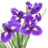 Bello fiore viola scuro dell'iride Immagine Stock Bello fiore viola scuro dell'iride Immagine Stock