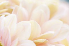 Bello fondo bianco e rosa tenero insolito dei fiori fotografia stock Bello fondo bianco e rosa tenero insolito dei fiori fotografia stock