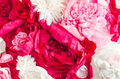 Bello fondo della parete dei fiori Fotografia Stock Libera da Diritti