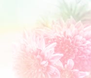 Bello fondo molle del fiore fotografia stock Bello fondo molle del fiore fotografia stock
