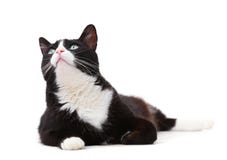 Bello gatto in bianco e nero che guarda su fotografie stock libere da diritti Bello gatto in bianco e nero che guarda su fotografie stock libere da diritti