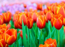 Bello giacimento di fiori arancio del tulipano in primavera Fotografie Stock Libere da Diritti Bello giacimento di fiori arancio del tulipano in primavera Fotografie Stock Libere da Diritti