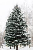Bello grande, albero di abete alto e verde tutto nella neve sulla via nell'inverno Immagine Stock Bello grande, albero di abete alto e verde tutto nella neve sulla via nell'inverno Immagine Stock