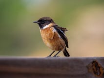 Bello maschio Stonechat immagini stock Bello maschio Stonechat immagini stock