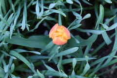 Bello mazzo fondo della natura dei tulipani di bello fotografia stock Bello mazzo fondo della natura dei tulipani di bello fotografia stock
