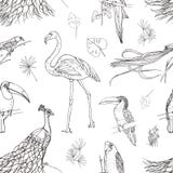 Bello modello senza cuciture con gli uccelli tropicali e le foglie esotiche disegnati a mano con le linee di contorno su fondo bi illustrazione di stock Bello modello senza cuciture con gli uccelli tropicali e le foglie esotiche disegnati a mano con le linee di contorno su fondo bi illustrazione di stock