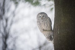 Bello Owl Perched On un albero fotografie stock Bello Owl Perched On un albero fotografie stock