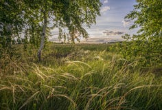Bello paesaggio con la foresta ed il tramonto di estate fotografia stock libera da diritti Bello paesaggio con la foresta ed il tramonto di estate fotografia stock libera da diritti